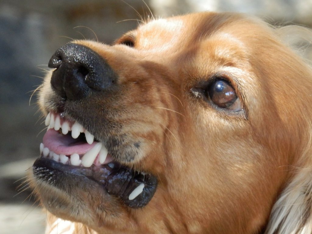 What Happens If A Dog Bites Someone?